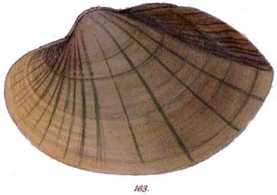 specimen image from publication