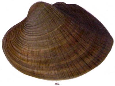 specimen image from publication