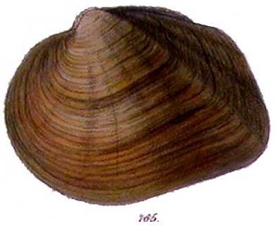 specimen image from publication