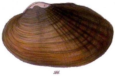 specimen image from publication