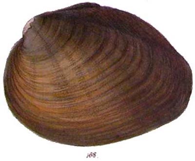 specimen image from publication