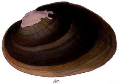 specimen image from publication