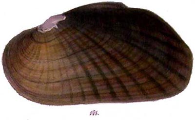 specimen image from publication