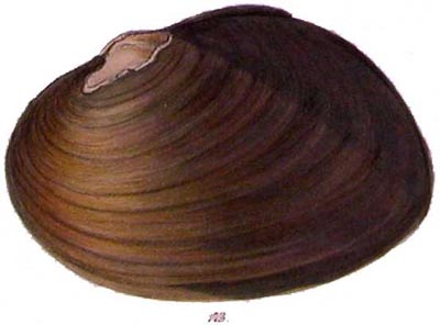 specimen image from publication