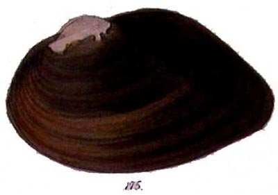 specimen image from publication