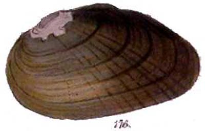 specimen image from publication