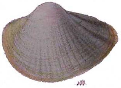 specimen image from publication