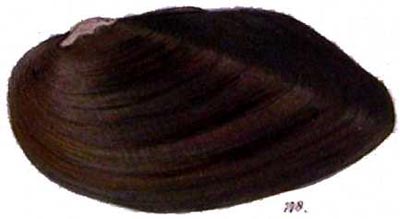 specimen image from publication