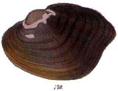 specimen image from publication