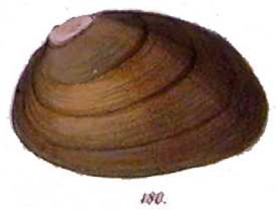 specimen image from publication