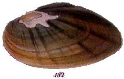 specimen image from publication