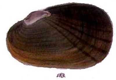 specimen image from publication