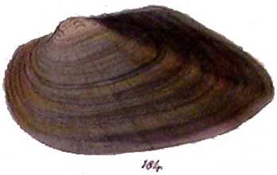 specimen image from publication