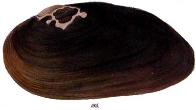 specimen image from publication