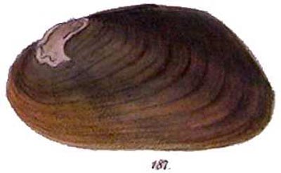 specimen image from publication