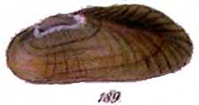 specimen image from publication