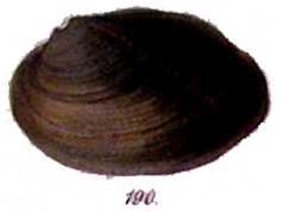specimen image from publication