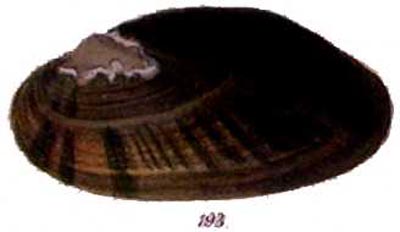 specimen image from publication