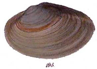 specimen image from publication