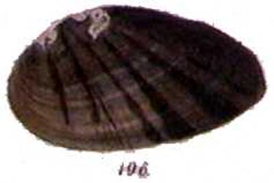 specimen image from publication