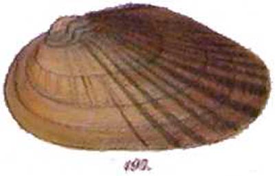 specimen image from publication