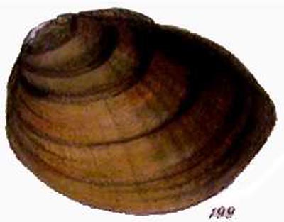 specimen image from publication