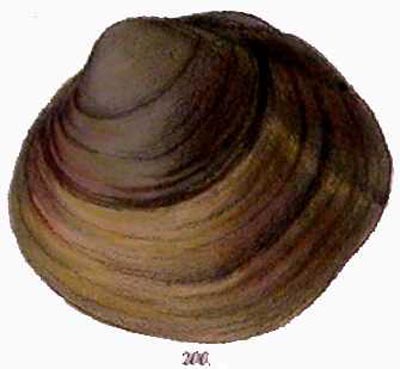 specimen image from publication