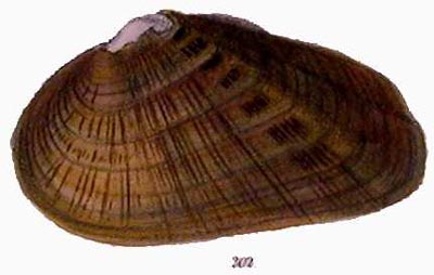 specimen image from publication