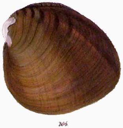 specimen image from publication