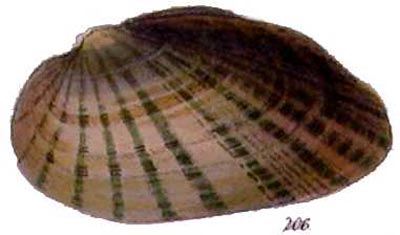 specimen image from publication