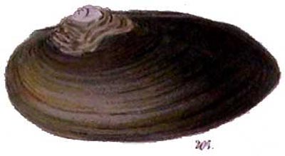 specimen image from publication