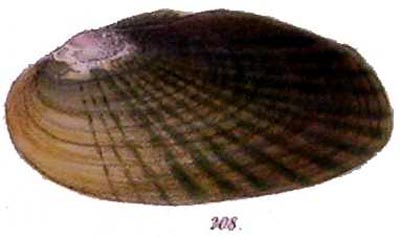 specimen image from publication