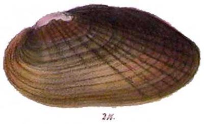 specimen image from publication