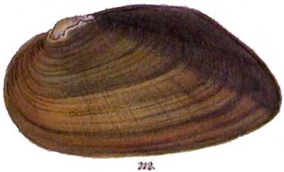 specimen image from publication