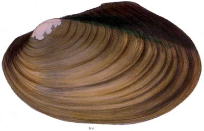 specimen image from publication