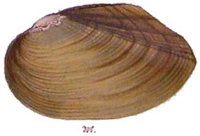 specimen image from publication