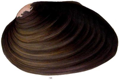 specimen image from publication