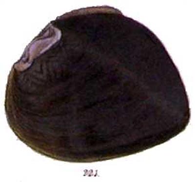 specimen image from publication