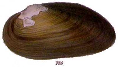 specimen image from publication