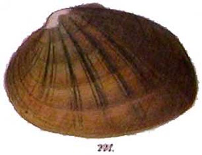 specimen image from publication