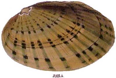 specimen image from publication