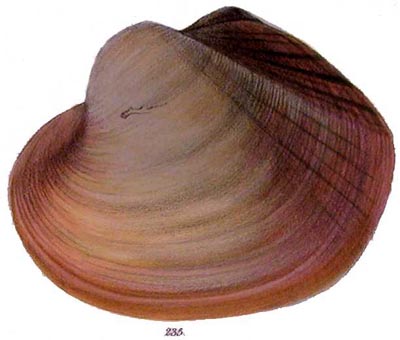 specimen image from publication