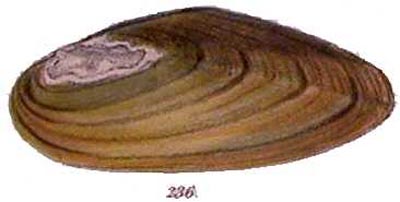 specimen image from publication