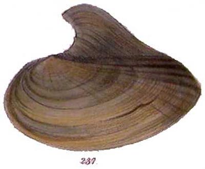 specimen image from publication