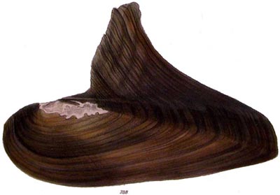specimen image from publication