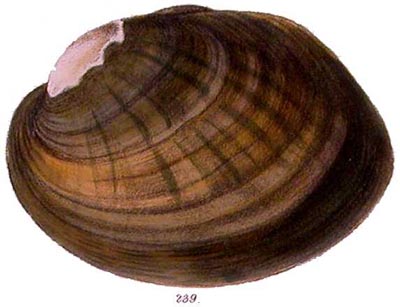 specimen image from publication