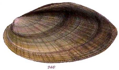 specimen image from publication