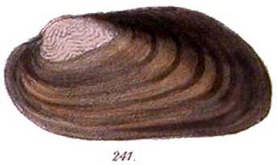 specimen image from publication