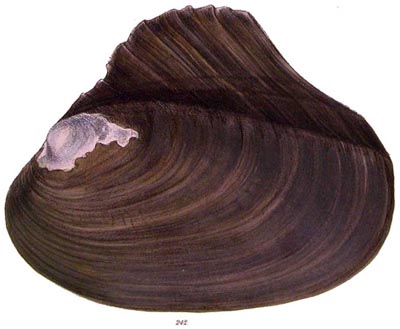 specimen image from publication