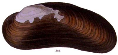 specimen image from publication